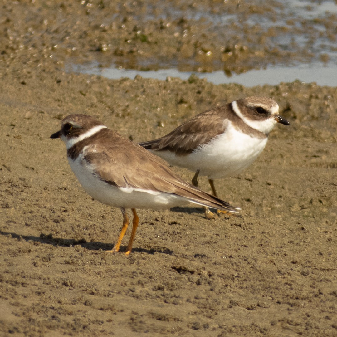Semipalmated Plover - ML525652681