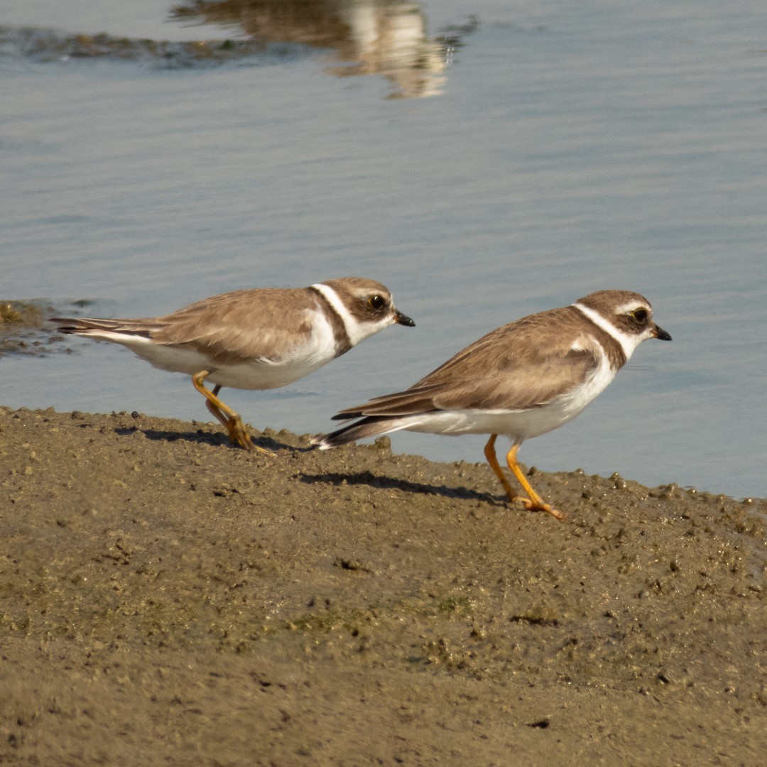 Semipalmated Plover - ML525652691