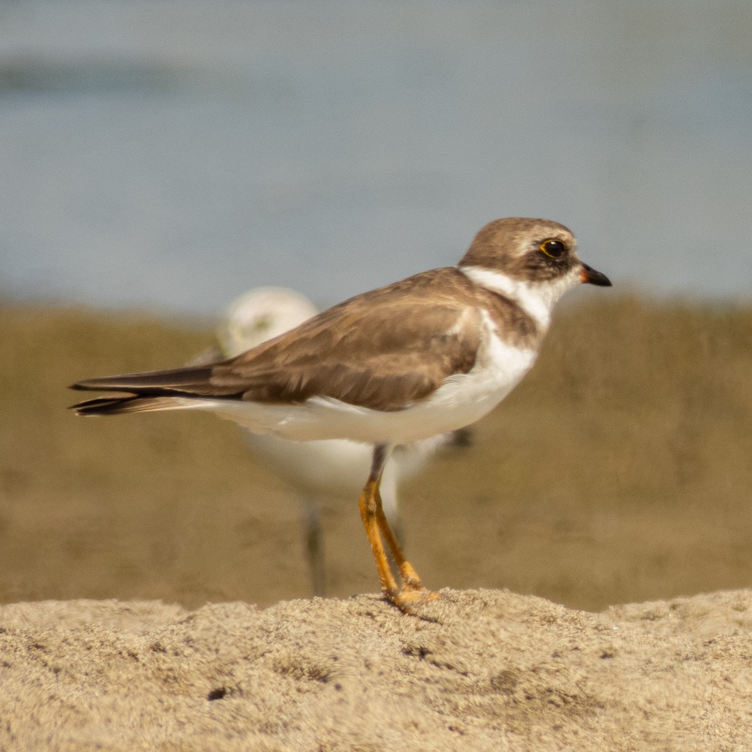 Semipalmated Plover - ML525652701