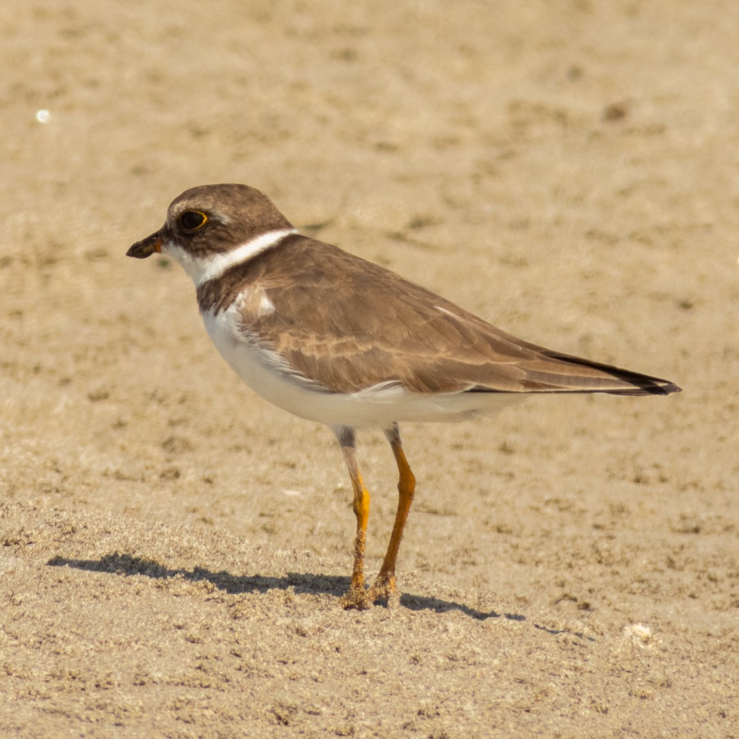 Semipalmated Plover - ML525652711