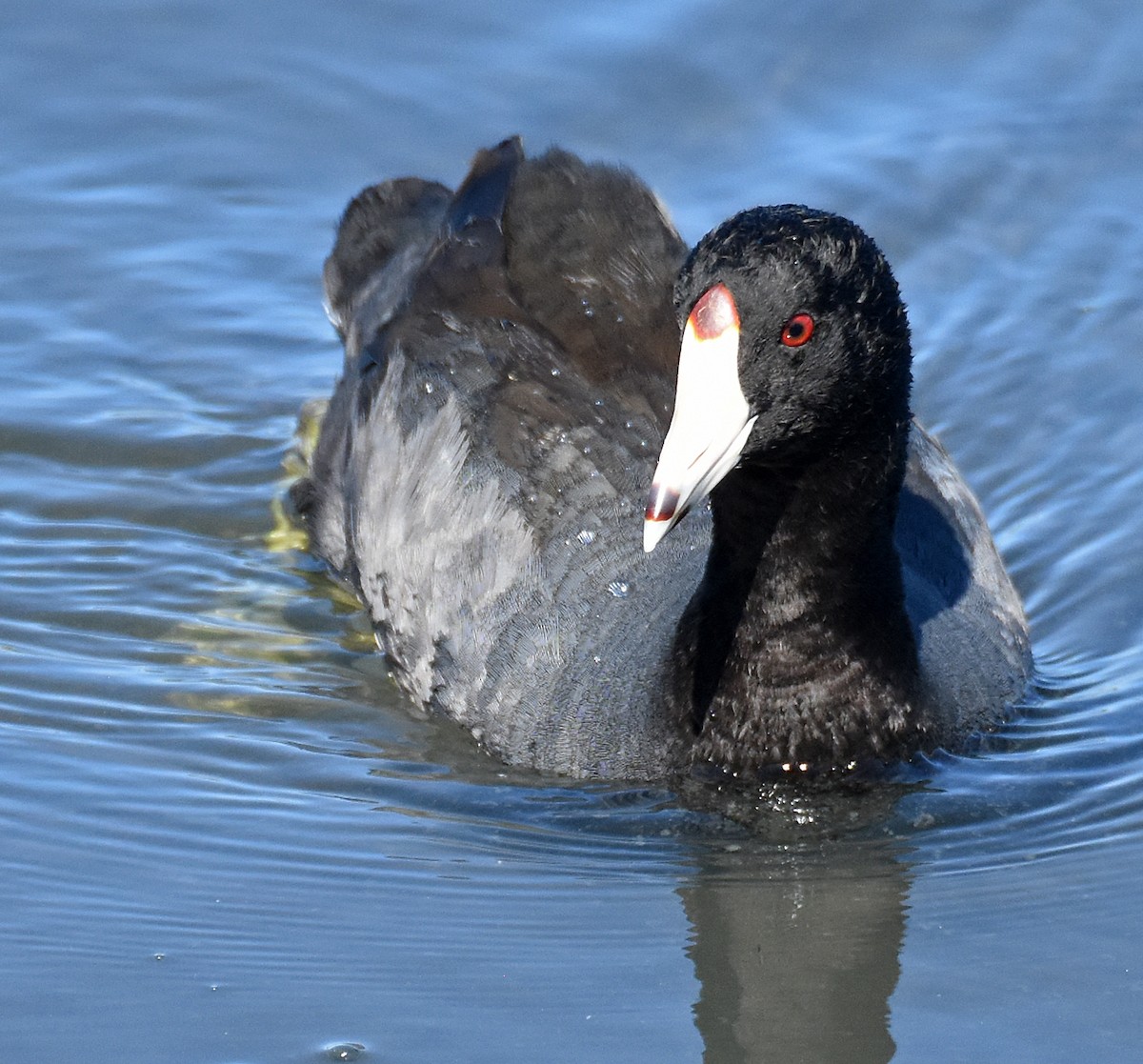 American Coot (Red-shielded) - Steven Mlodinow