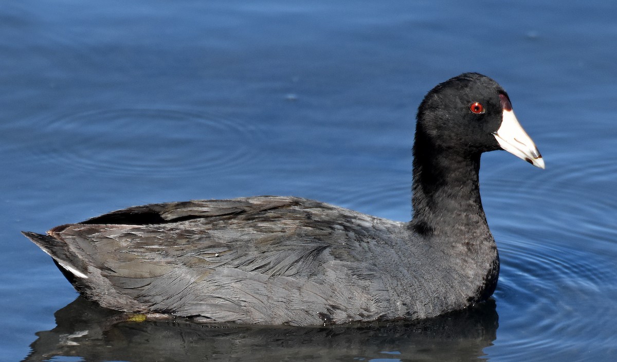 American Coot (Red-shielded) - Steven Mlodinow
