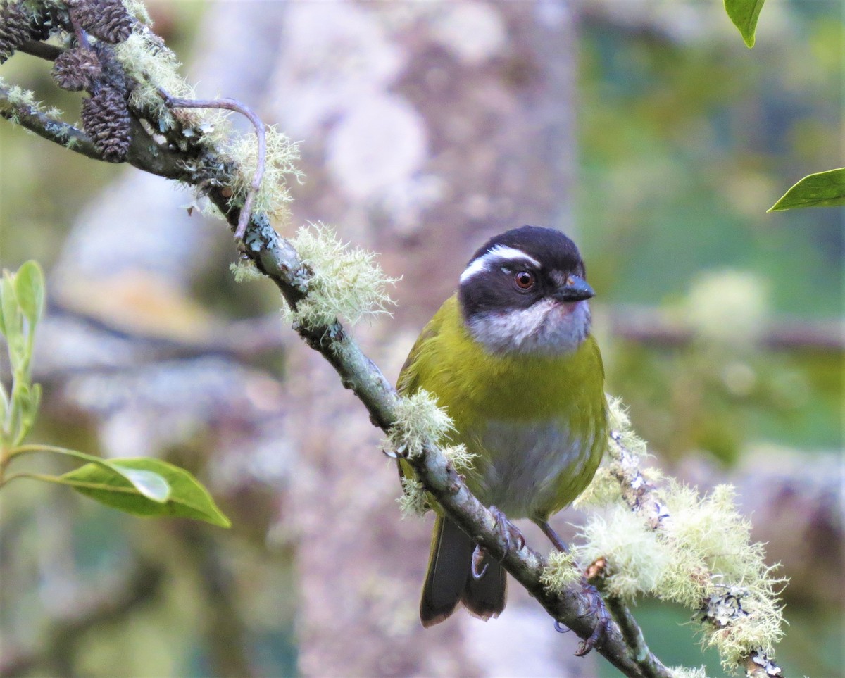 Sooty-capped Chlorospingus - Audrey Whitlock
