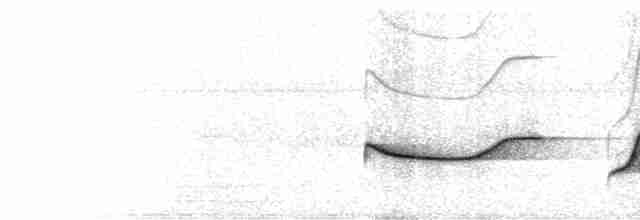  - Russet-winged Schiffornis