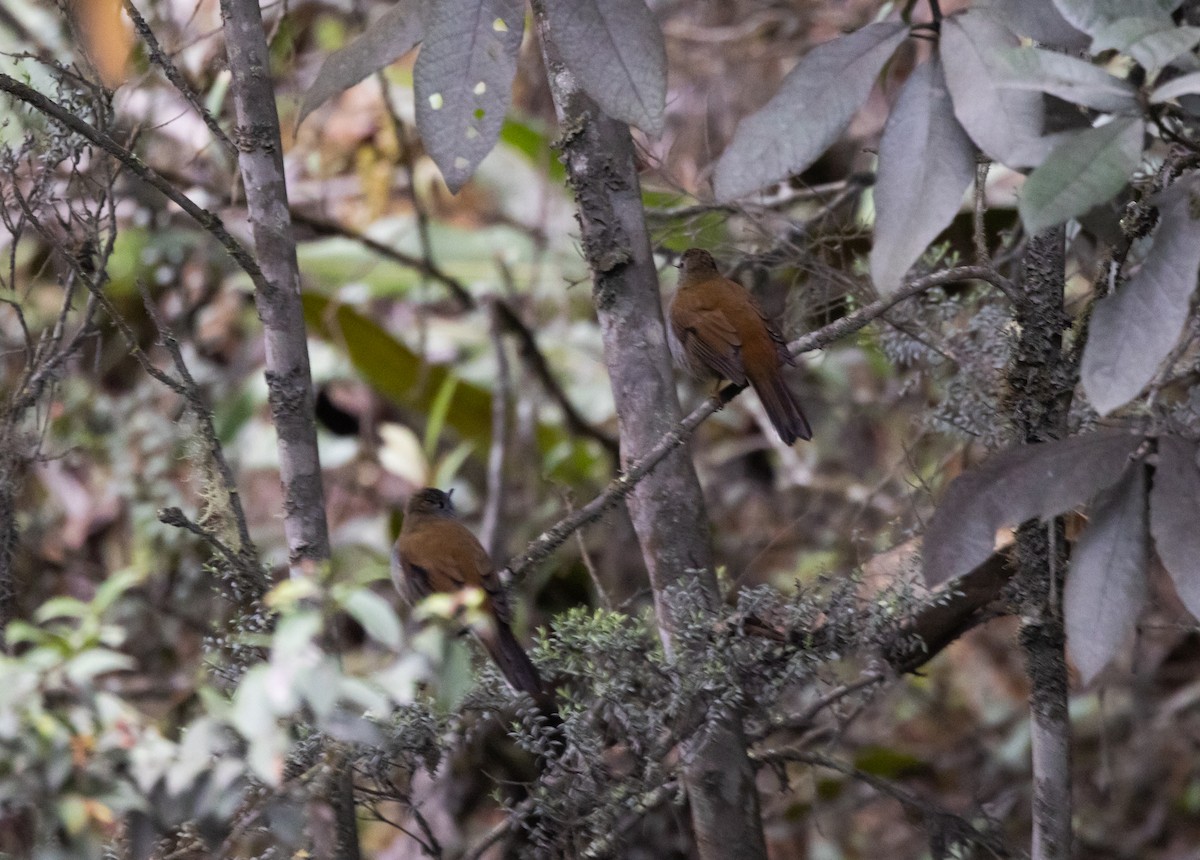 Andean Solitaire (ralloides) - Jay McGowan