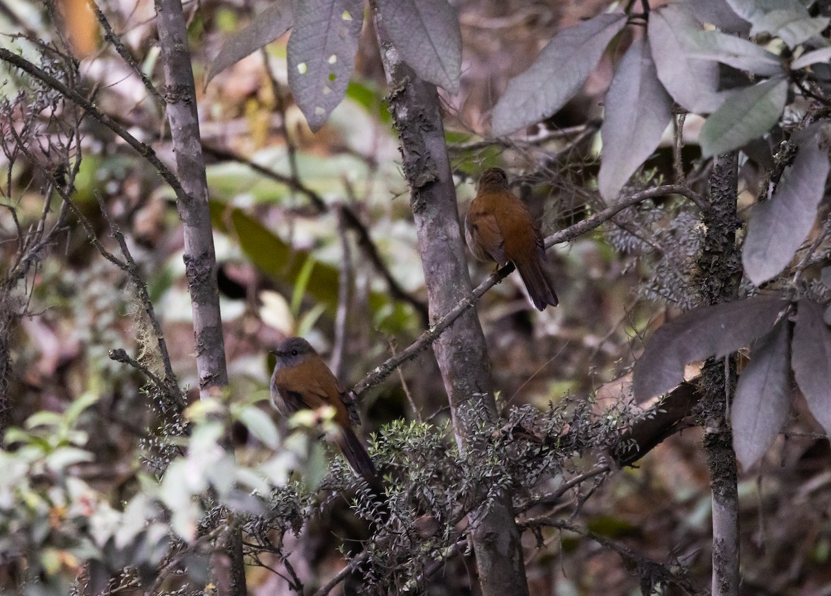 Andean Solitaire (ralloides) - ML525666561