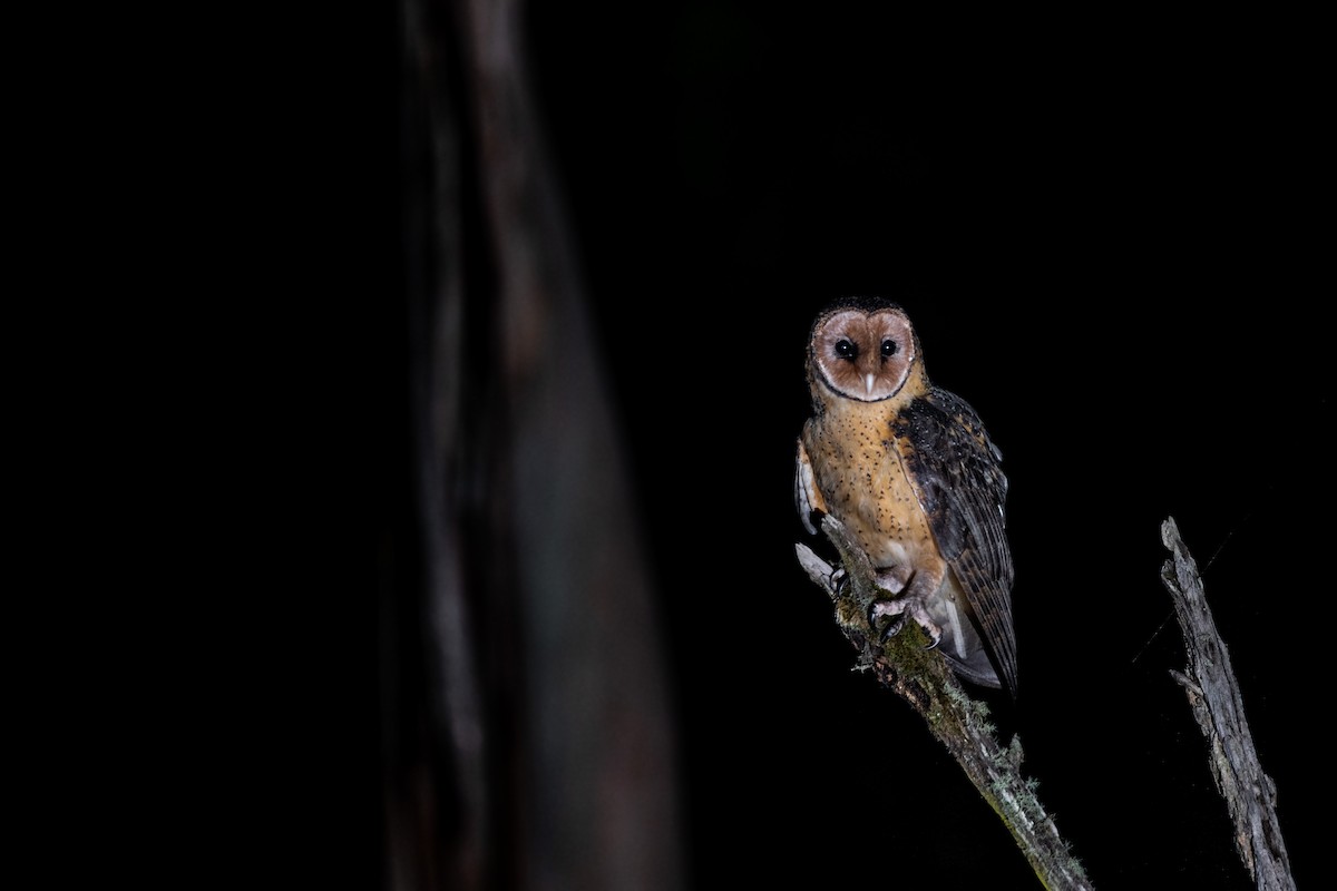 Australian Masked-Owl - ML525667841