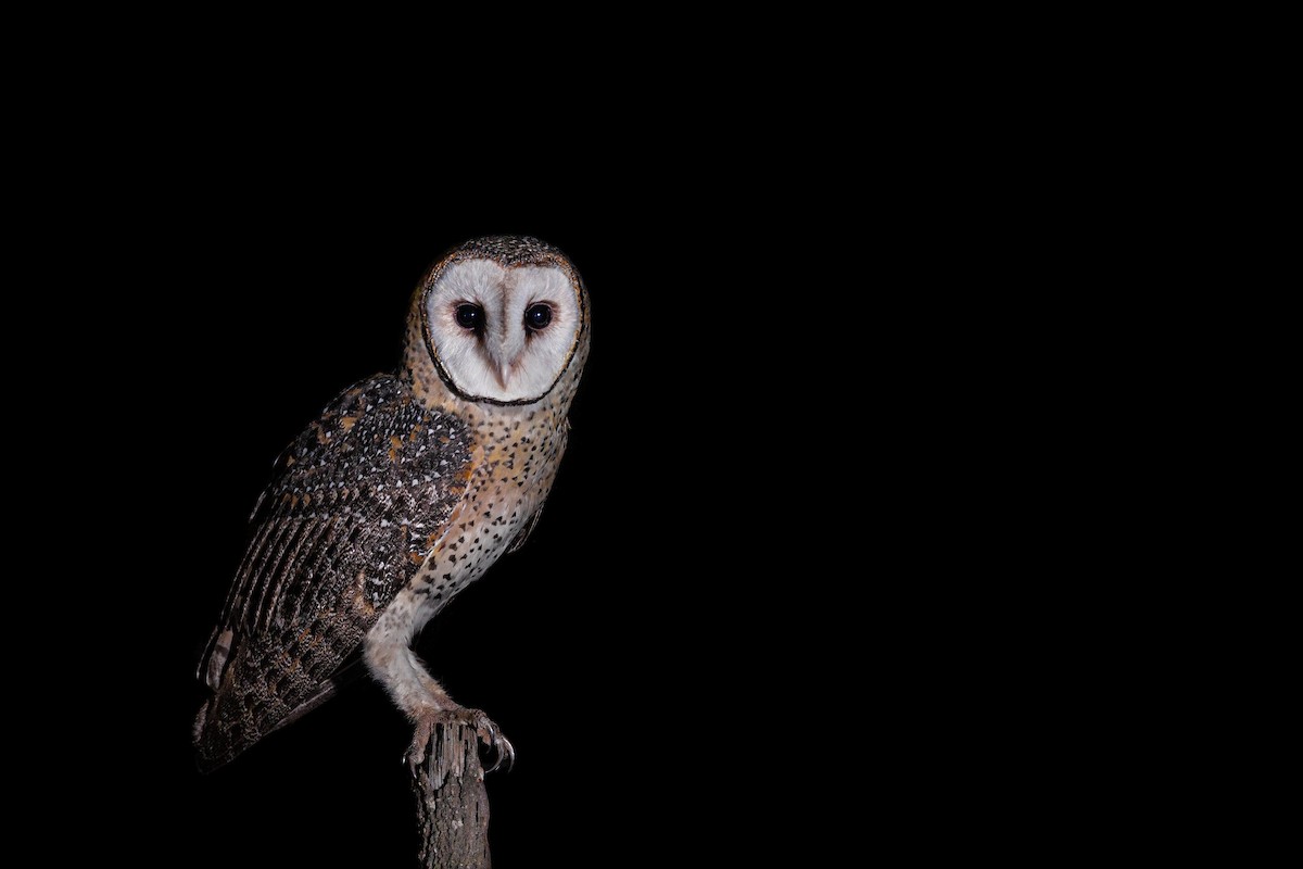 Australian Masked-Owl - ML525668271