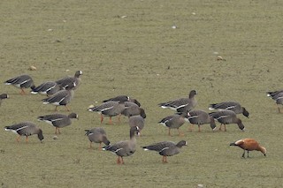 Lesser White-fronted Goose, ML525668371