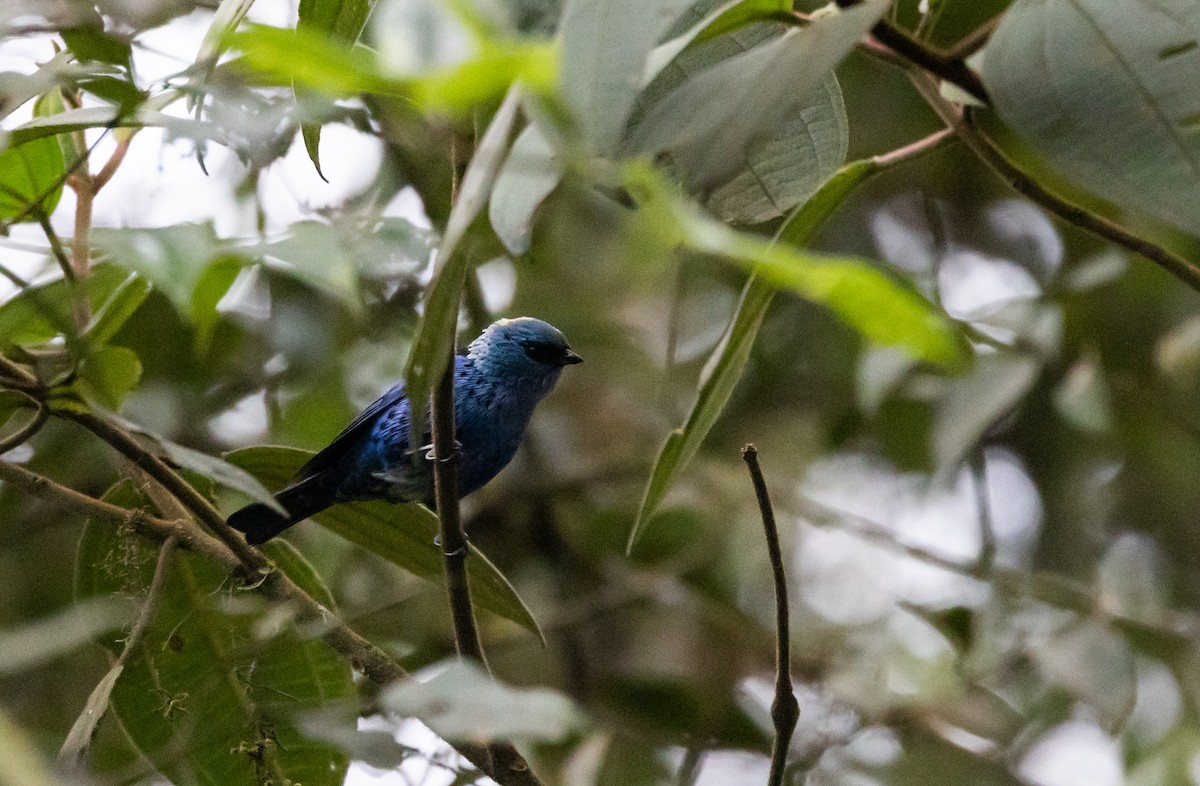 Blue-and-black Tanager (Spot-bellied) - ML525670601