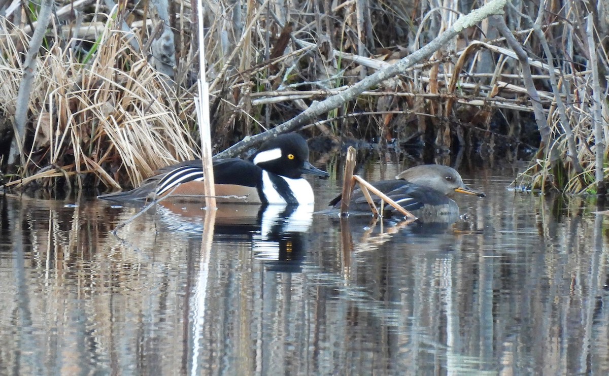 Mass Audubon eBird Checklist 18 Jan 2023 Broadmoor Wildlife