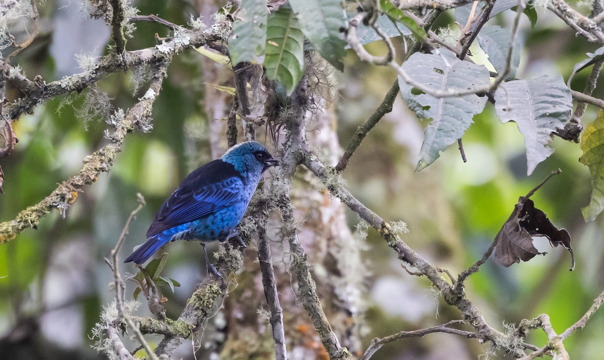 Blue-and-black Tanager (Spot-bellied) - ML525681801