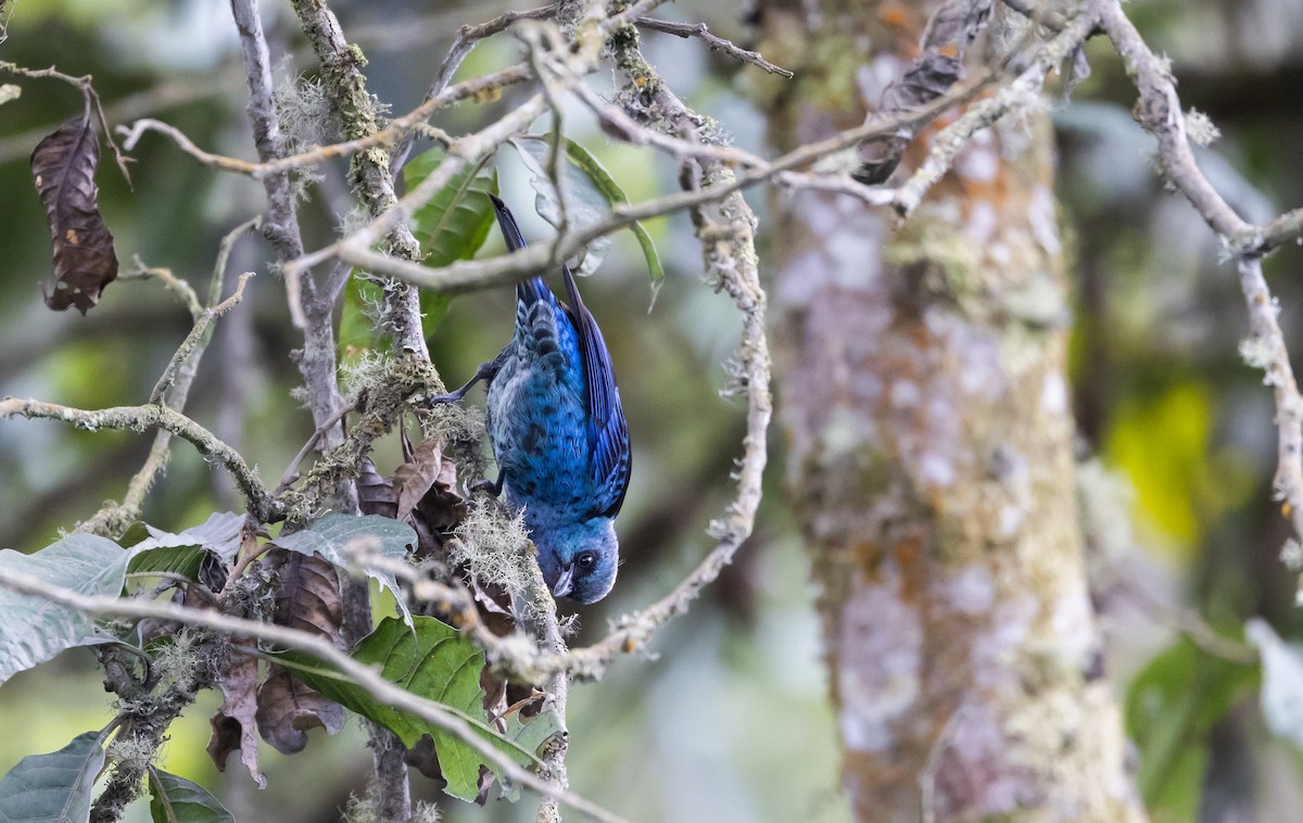 Blue-and-black Tanager (Spot-bellied) - ML525681851