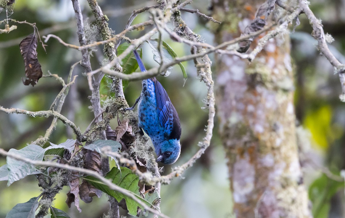 Blue-and-black Tanager (Spot-bellied) - ML525681871