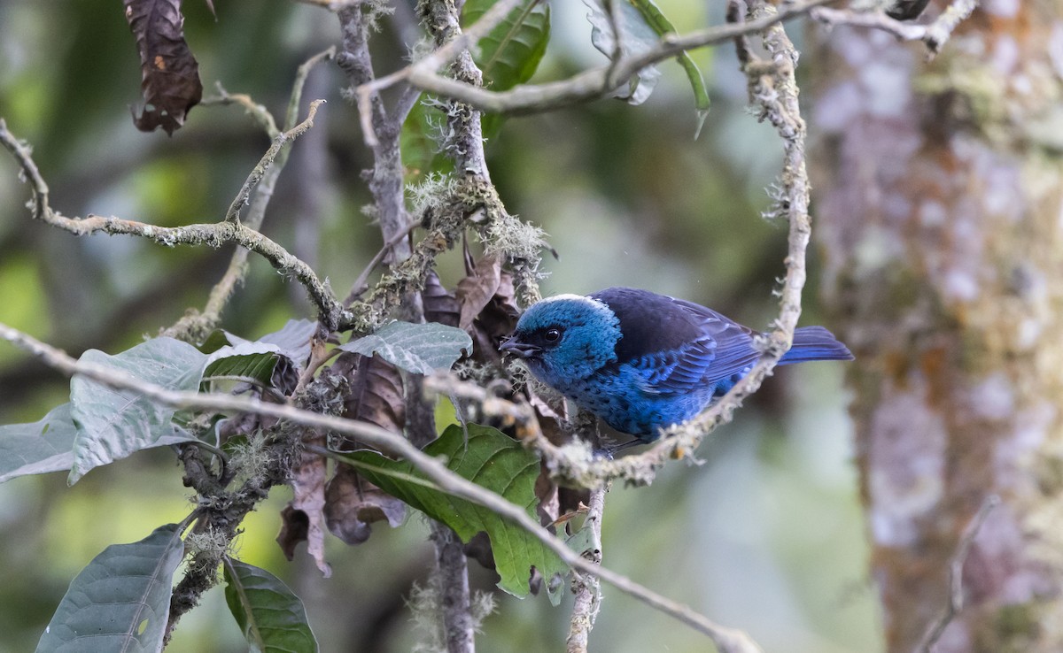Blue-and-black Tanager (Spot-bellied) - Jay McGowan