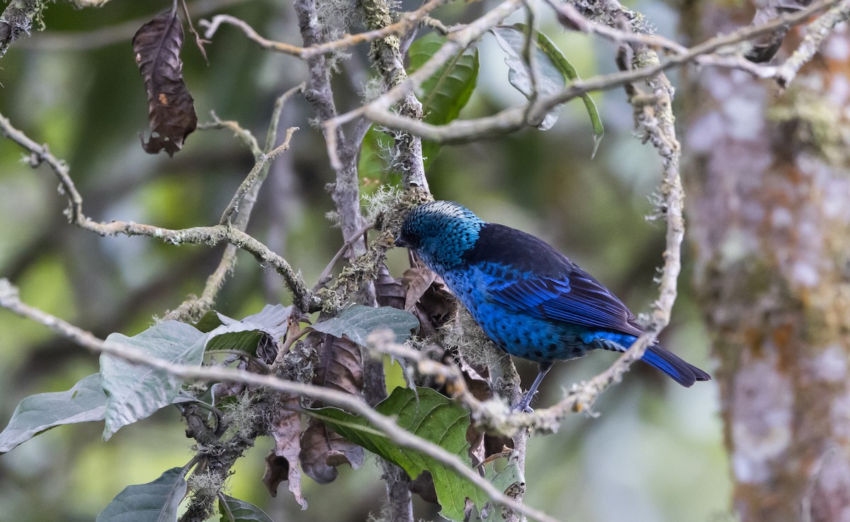 Blue-and-black Tanager (Spot-bellied) - ML525682031