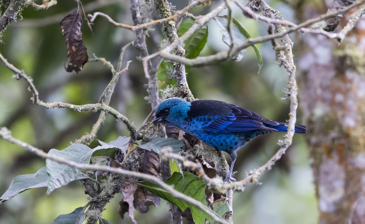 Blue-and-black Tanager (Spot-bellied) - ML525682041