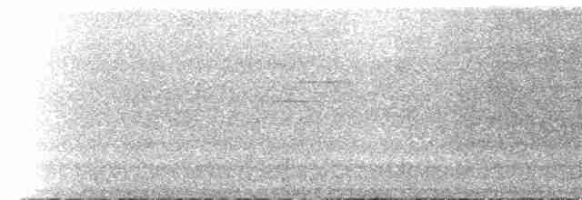 Андский кларино (ralloides) - ML525686021