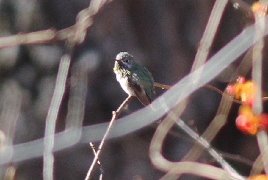 Calliope Hummingbird - ML52568741