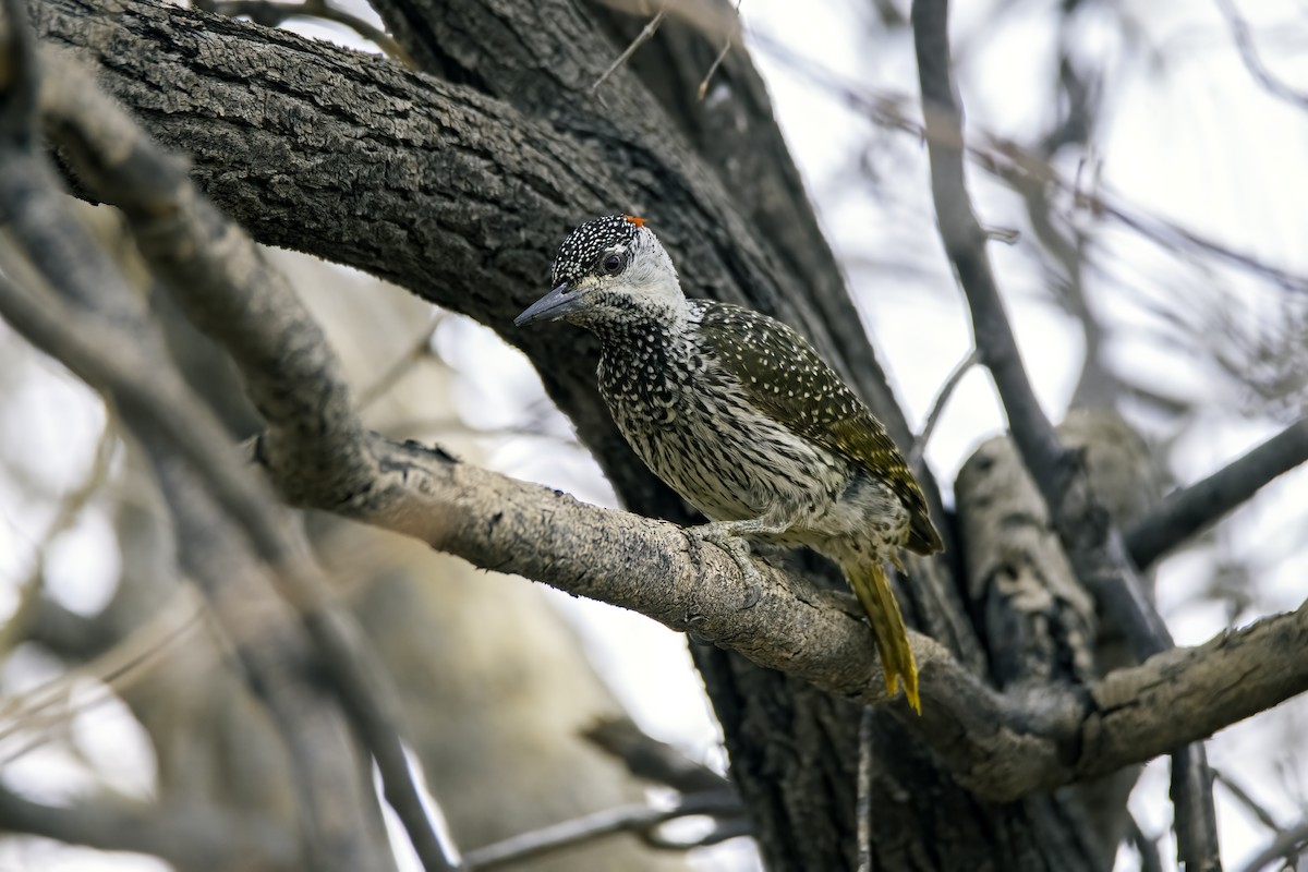 Golden-tailed Woodpecker - ML525688651
