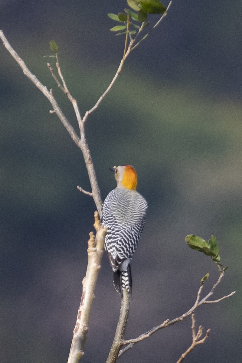 Golden-fronted Woodpecker (West Mexico) - Liam Wolff