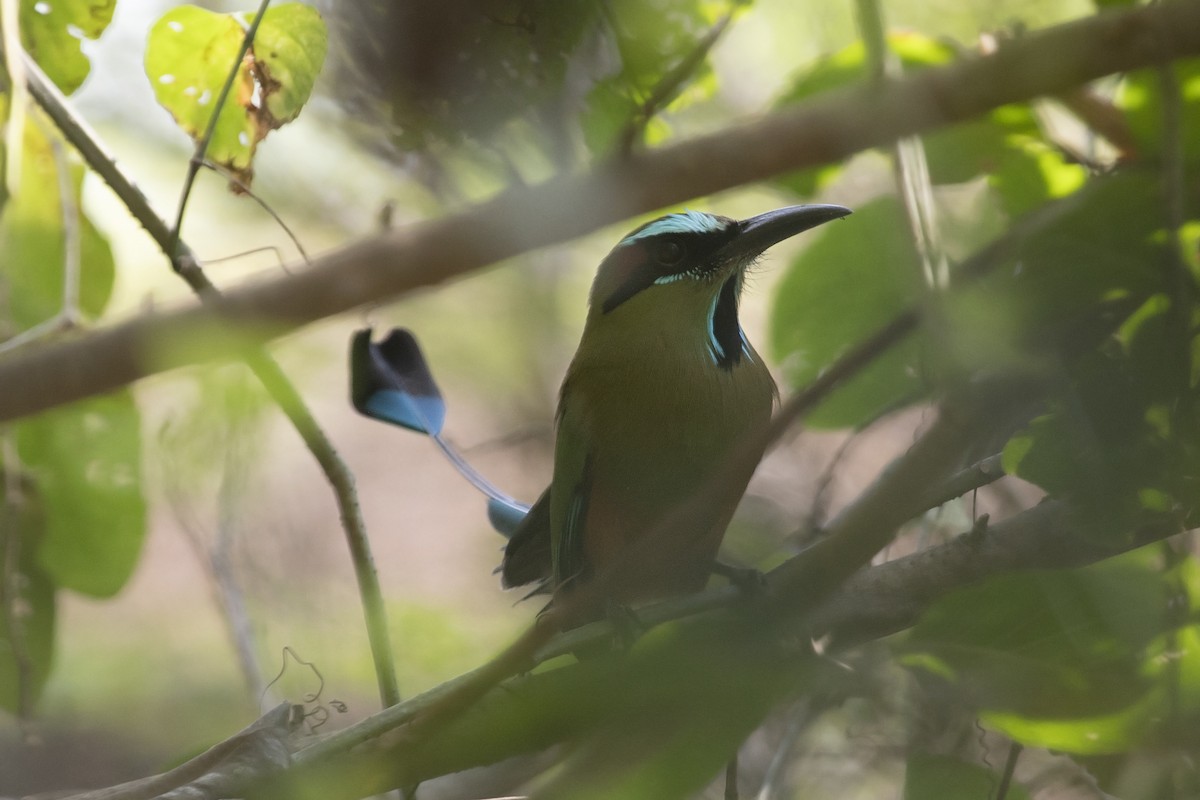 Turquoise-browed Motmot - Liam Wolff