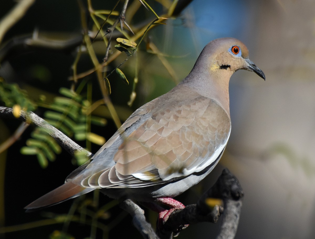 White-winged Dove - ML52569571