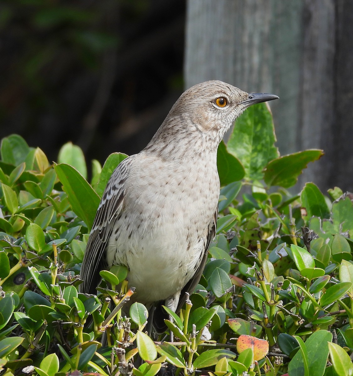 Bahama Mockingbird - ML525696091