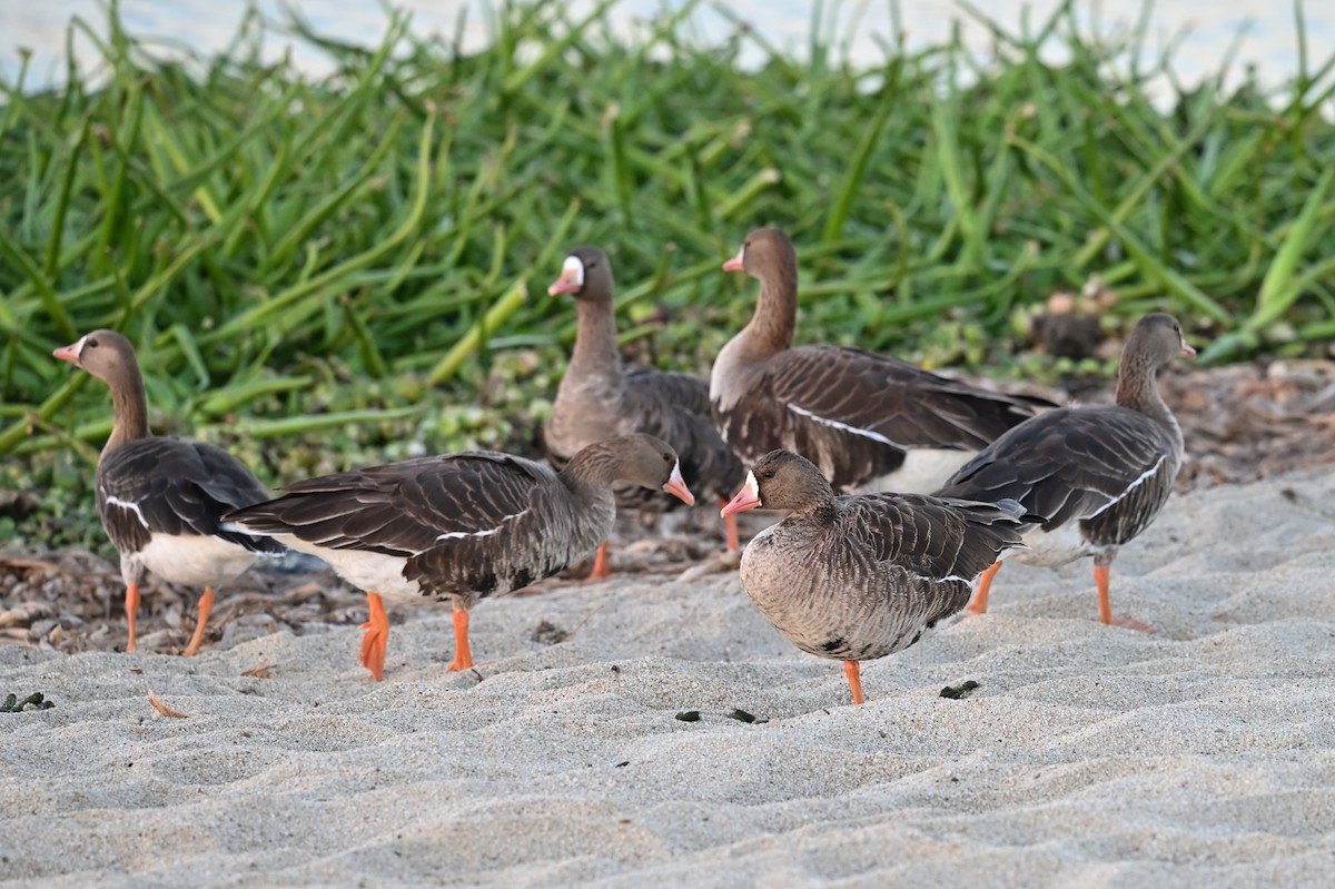 Greater White-fronted Goose - ML525696171