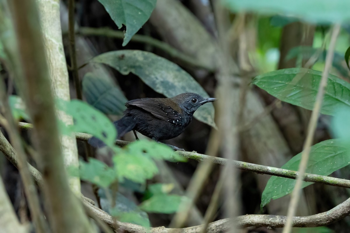Black-throated Antbird - ML525697011