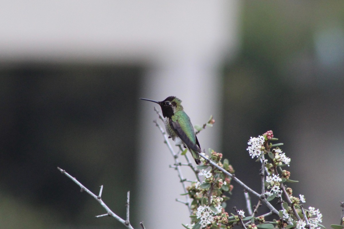 Anna's Hummingbird - Mike McBrien