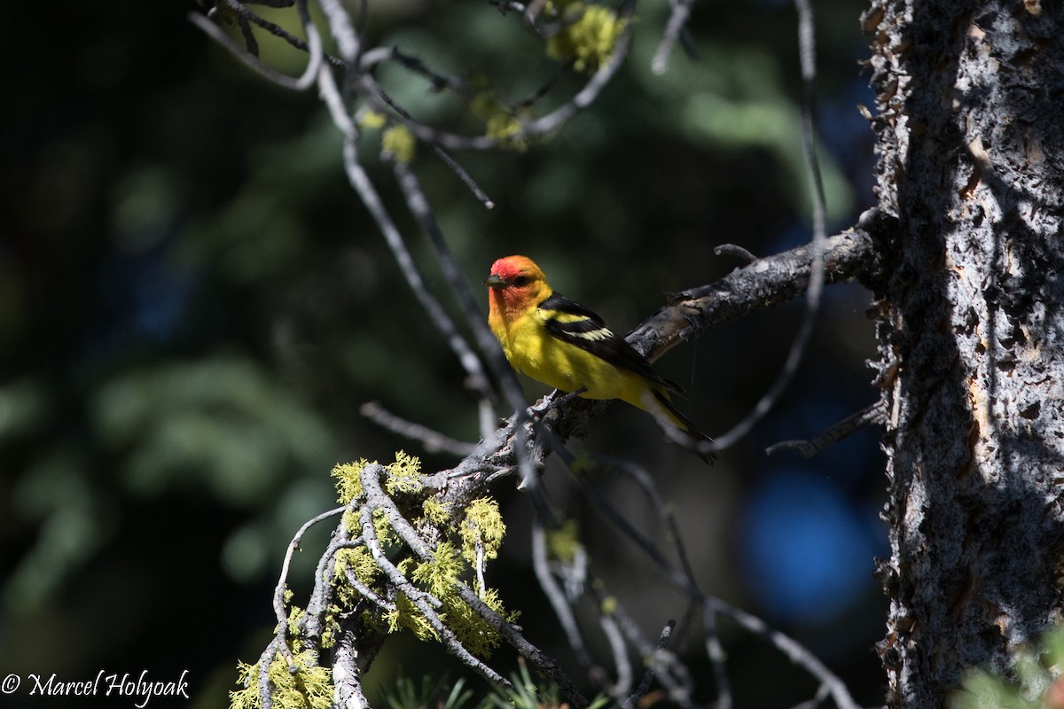 Western Tanager - ML525708381