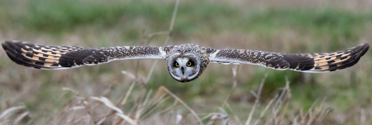 Short-eared Owl - ML525710201