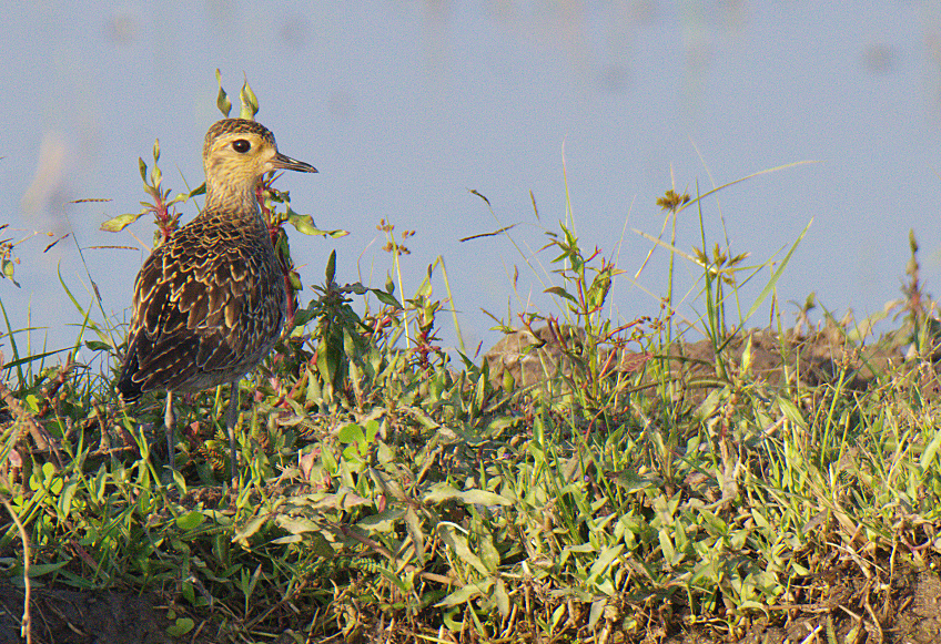 Pacific Golden-Plover - Fareed Mohmed