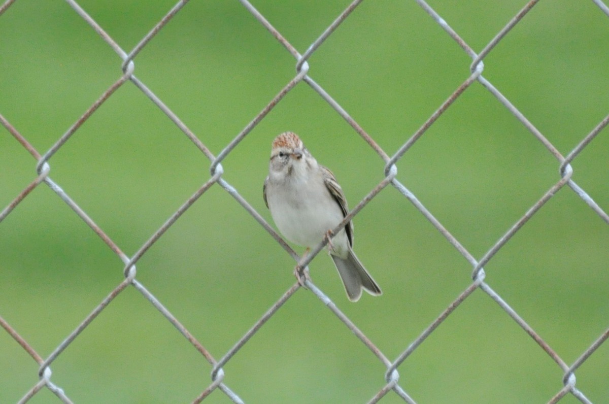 Chipping Sparrow - Tommie Rogers