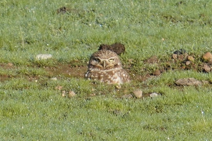 Burrowing Owl - ML525713251