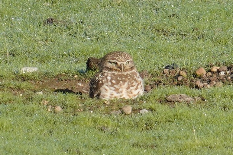 Burrowing Owl - Nick Thorpe