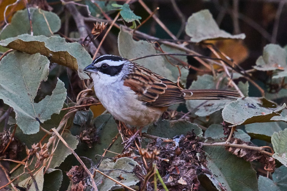 Stripe-headed Sparrow - ML525713941