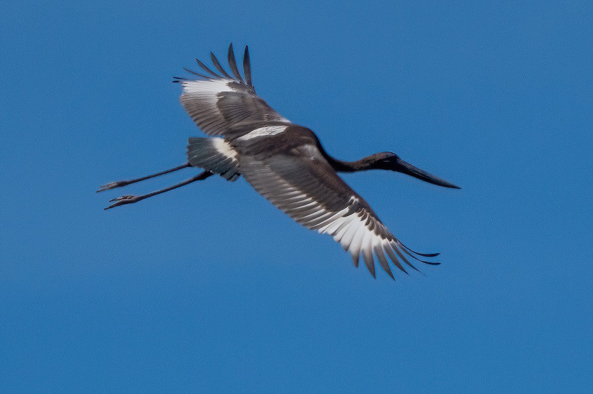 Black-necked Stork - James Hoagland