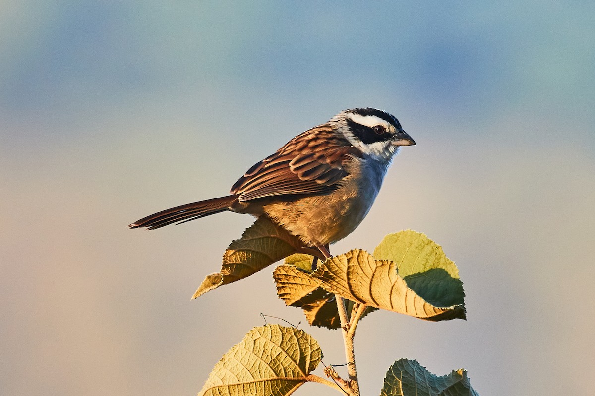 Stripe-headed Sparrow - ML525715101
