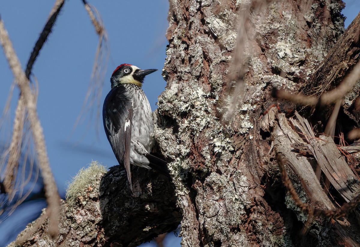 Acorn Woodpecker - ML525716511