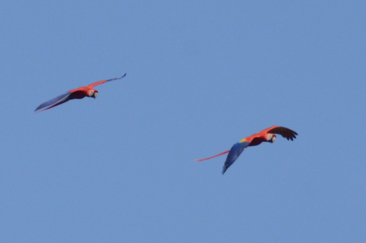 Scarlet Macaw - ML525717431