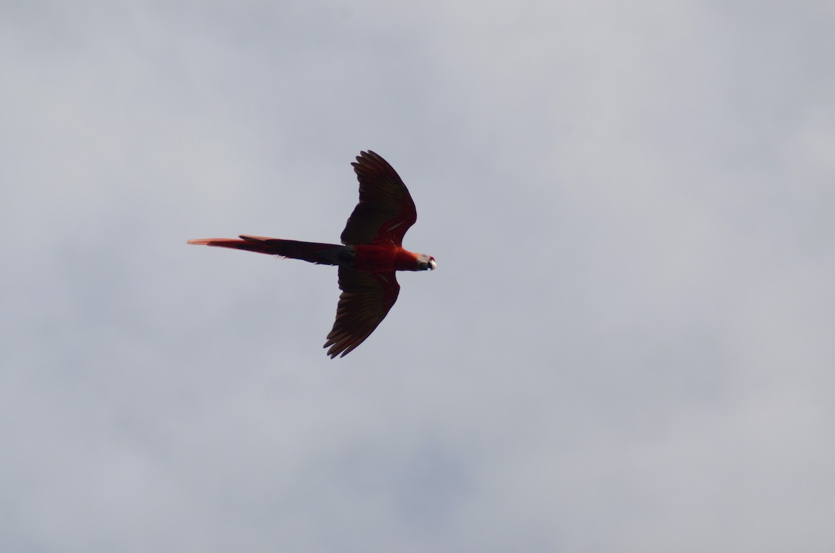 Scarlet Macaw - ML525717451