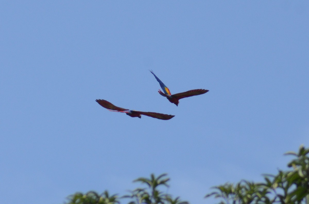 Scarlet Macaw - ML525717461