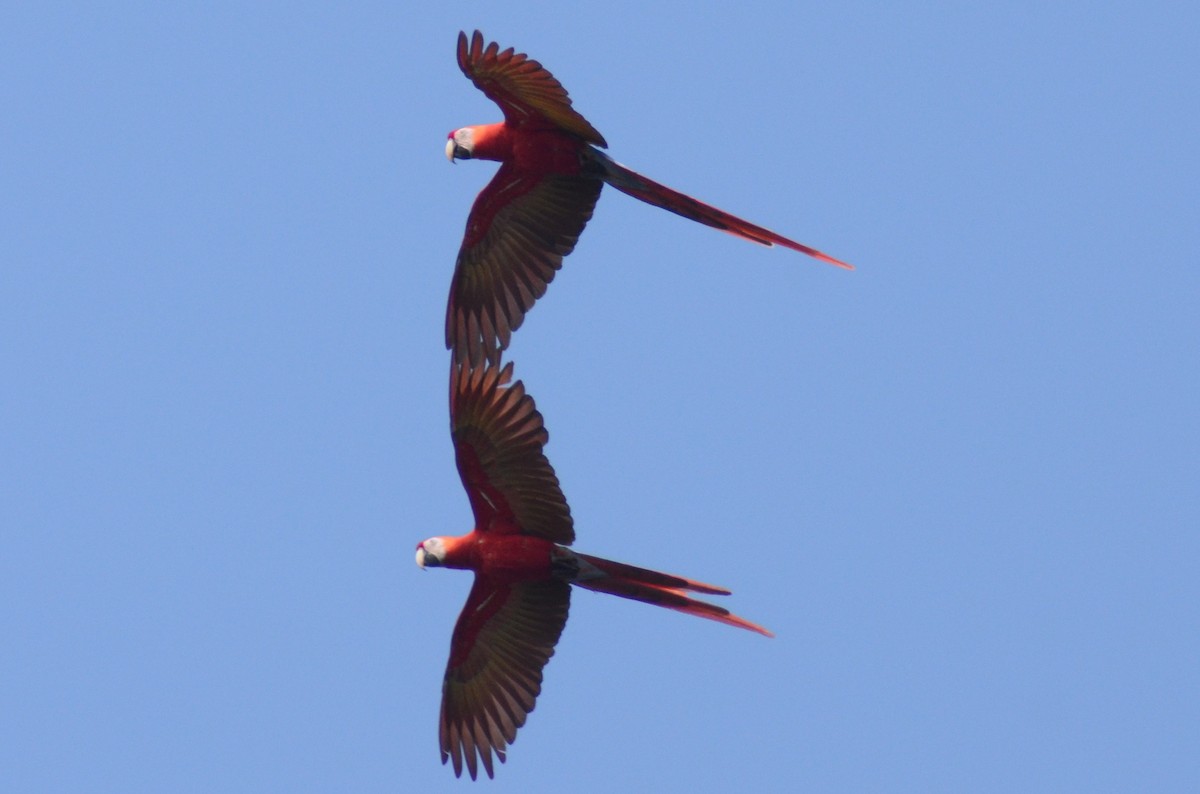 Scarlet Macaw - ML525717471