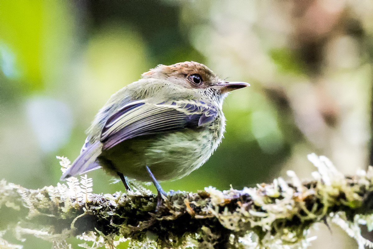 Scale-crested Pygmy-Tyrant - ML525720721