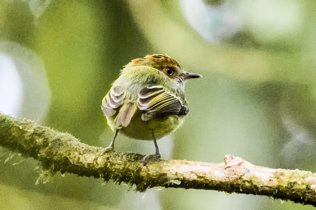 Scale-crested Pygmy-Tyrant - ML525720731