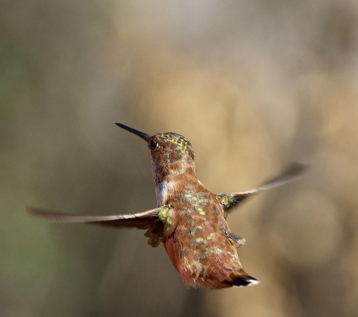 Rufous Hummingbird - ML525720851