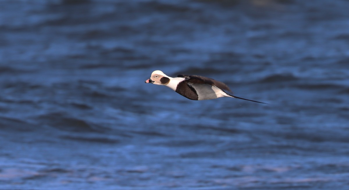 Long-tailed Duck - ML525722801