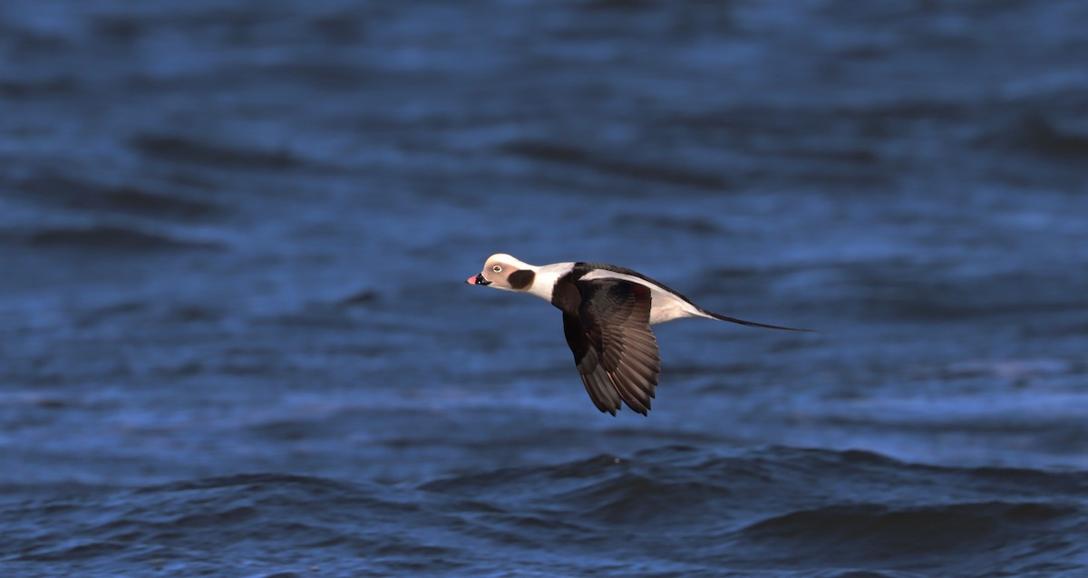 Long-tailed Duck - ML525722981